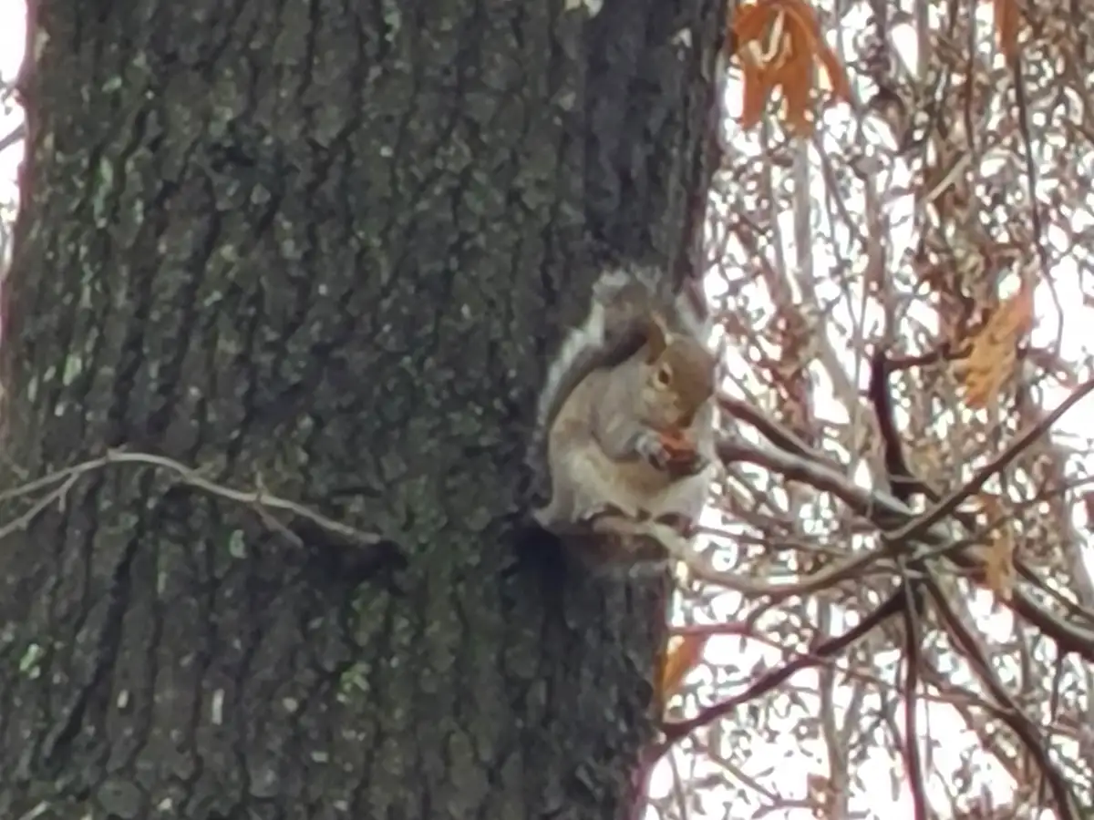 A gray squirrel is perched on the trunk of a large tree, holding and eating a small orange object, likely a nut or piece of…