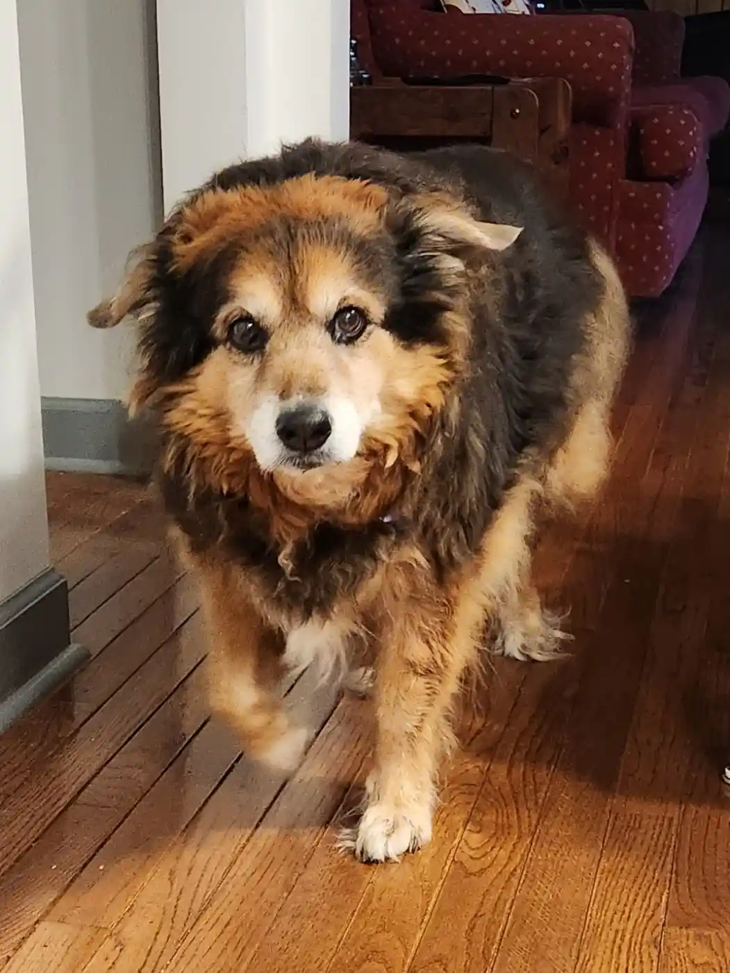 A fluffy, medium-sized dog with brown, black, and white fur is walking toward the camera on a hardwood floor inside a home…