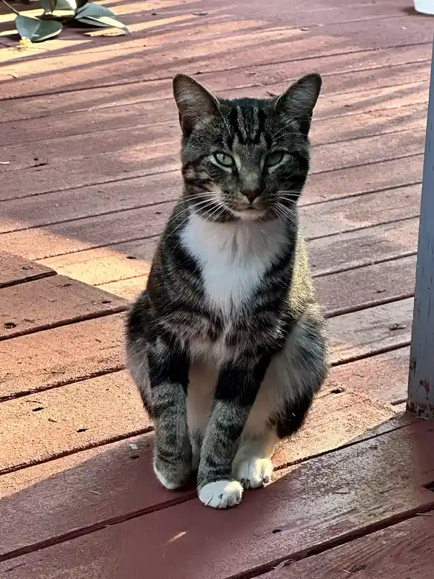 A tabby cat with green eyes and a white chest sits upright on a reddish-brown wooden deck, looking directly at the camera…