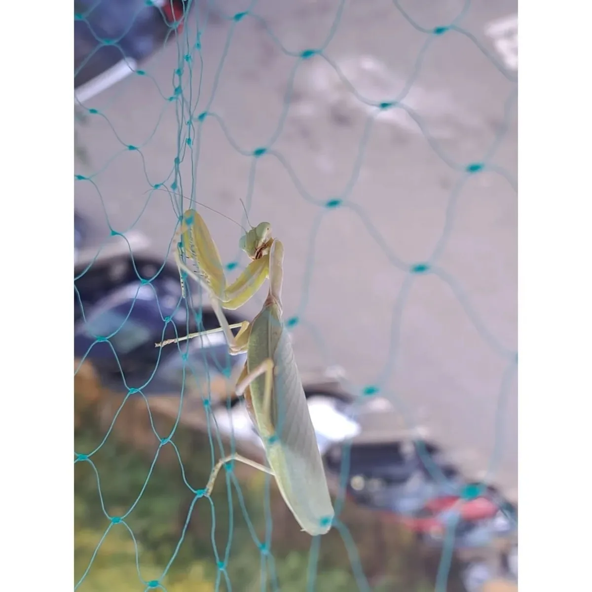 A pale green praying mantis is clinging to a blue plastic net, its body and limbs visible through the mesh. The background…
