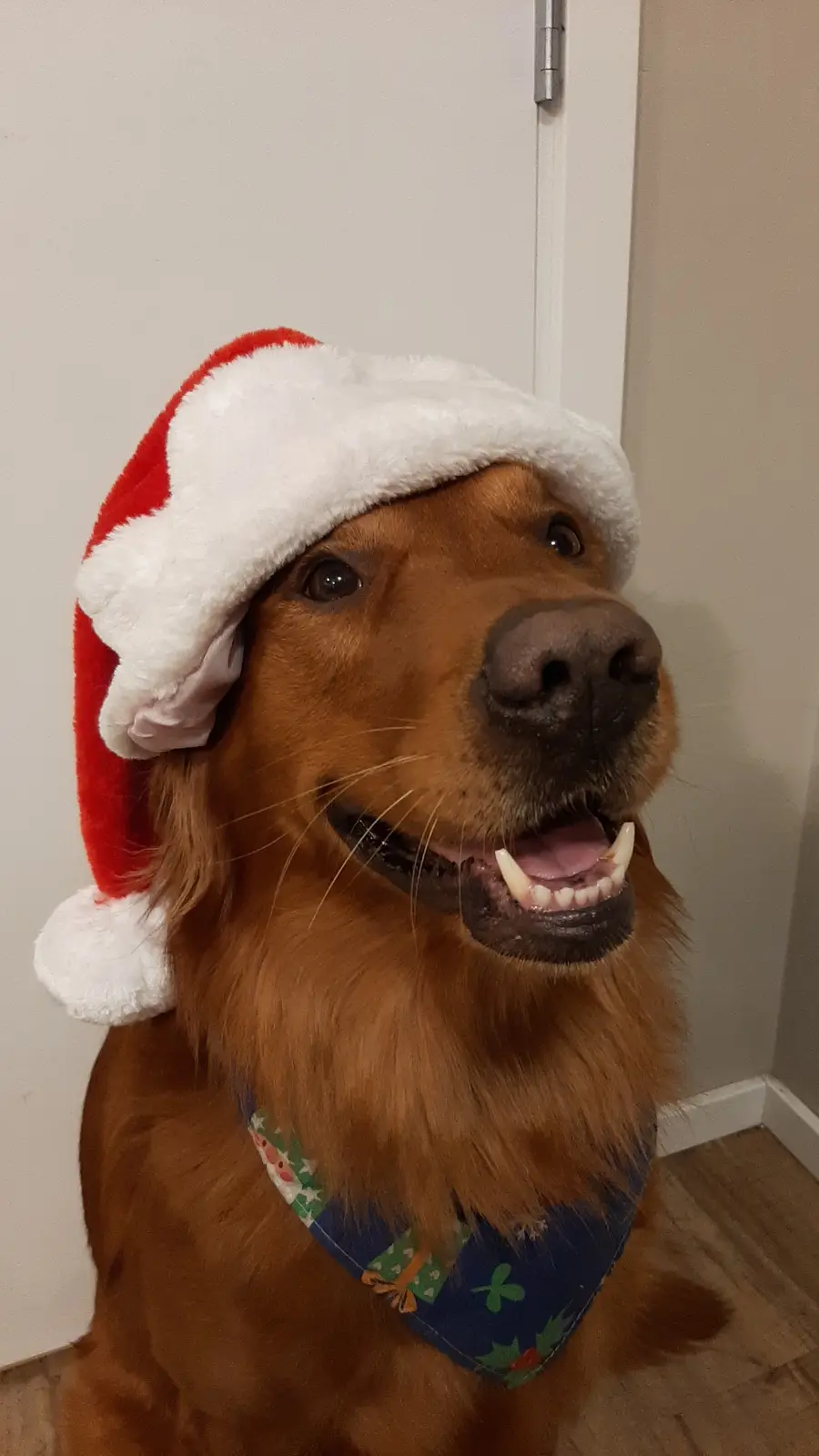 A golden retriever wearing a red and white Santa hat and a blue holiday-themed bandana sits indoors, looking up with its…