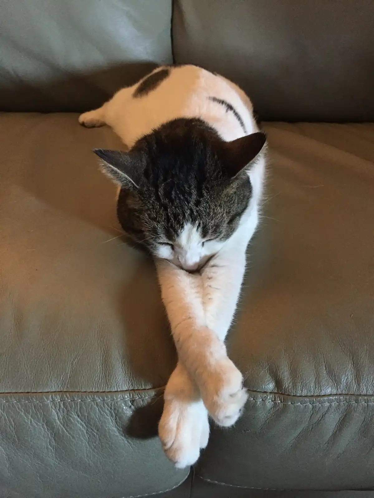 All About Cats