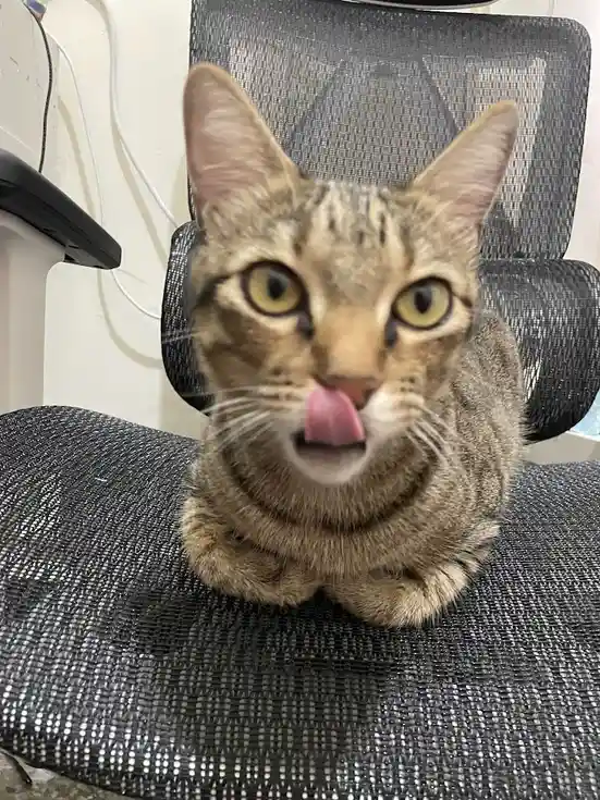 A tabby cat sits on a black mesh office chair, looking directly at the camera with wide yellow eyes while sticking its pink…