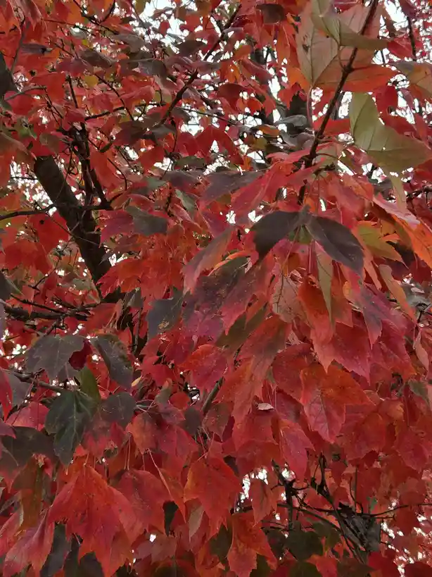 A close-up photograph of a tree with vibrant red and orange autumn leaves, some still tinged with green, set against a…