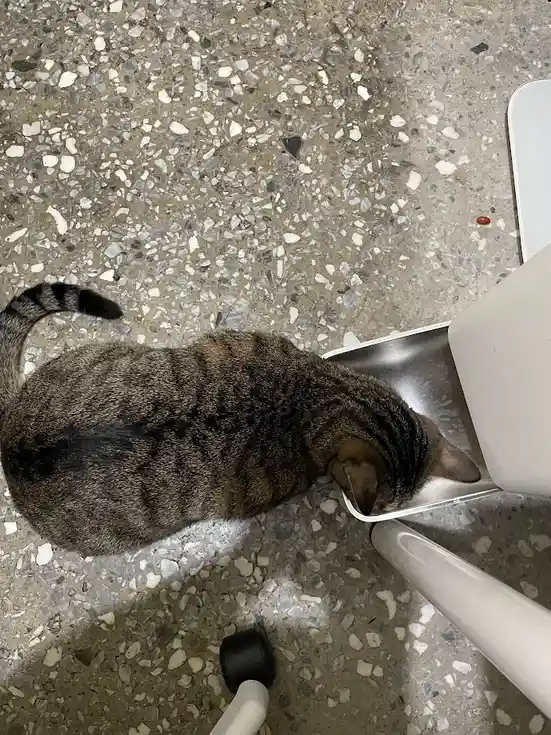 A tabby cat with a striped tail is seen from above,低头 drinking from a stainless steel bowl attached to a white plastic…