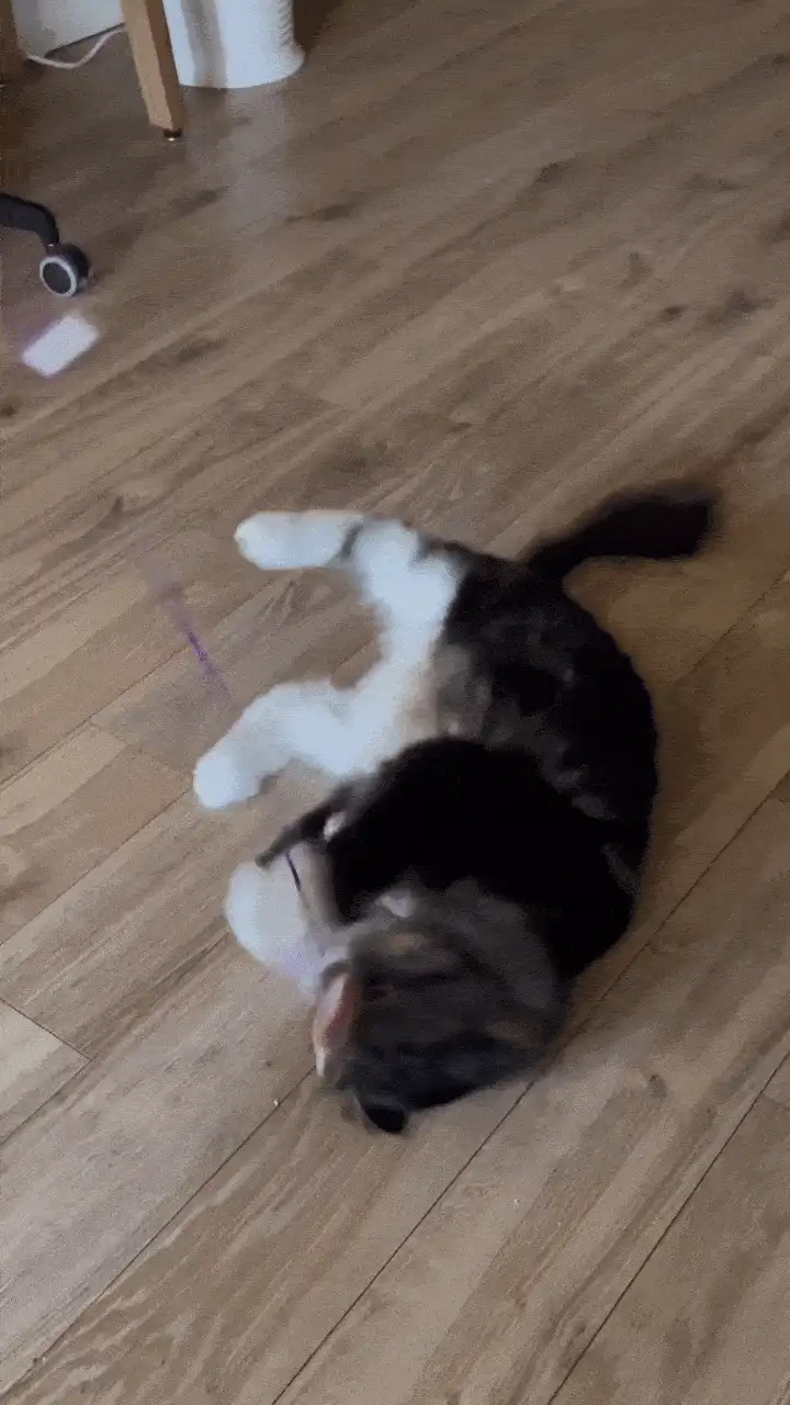 A sequence of six images shows a fluffy black and white cat lying on a wooden floor, playfully batting at a pink toy mouse…