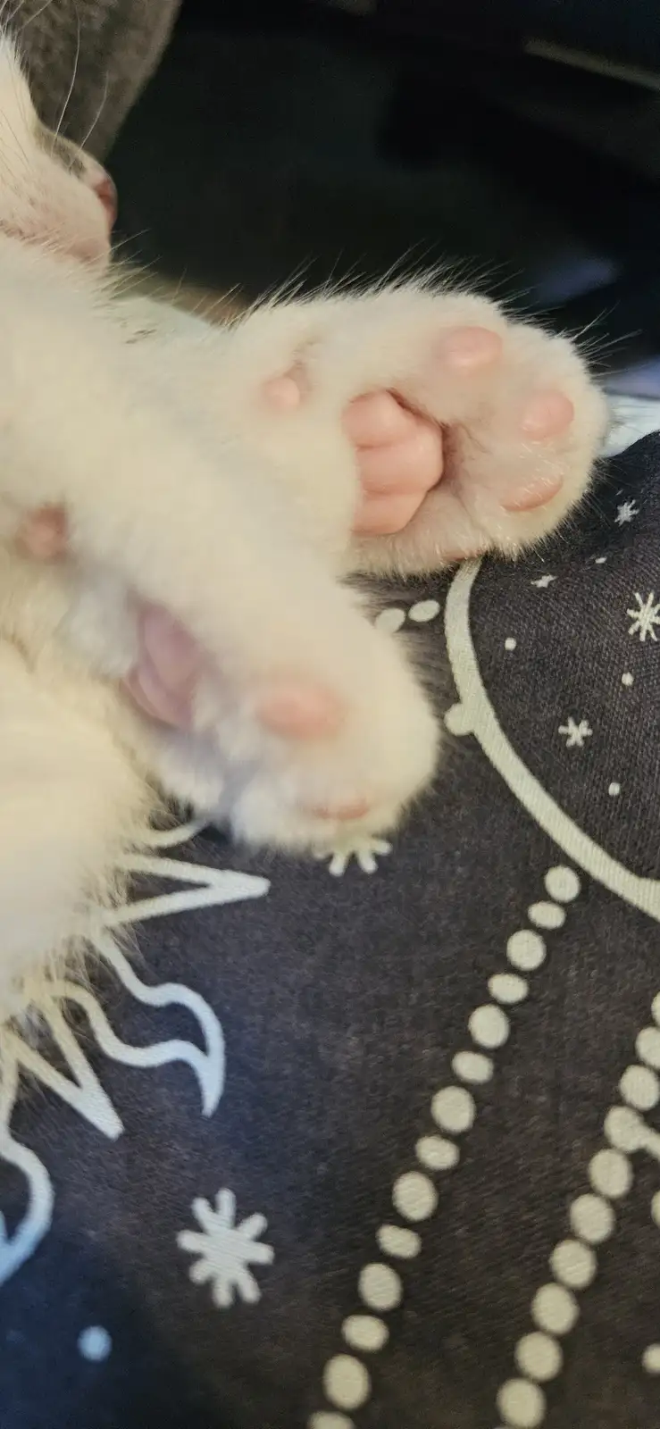 A close-up photo shows a white kitten's paws, with pink paw pads visible, resting on a dark blanket with white star and dot…