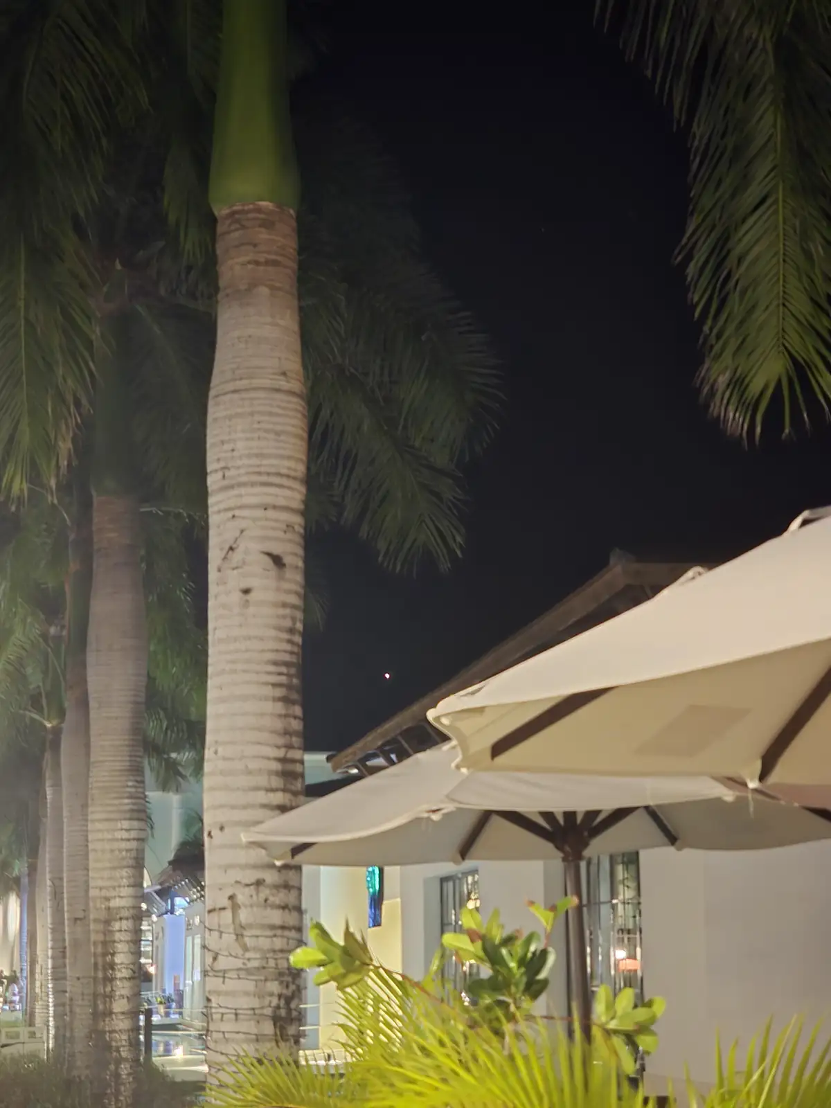A nighttime photo shows tall palm trees with textured trunks and green fronds against a dark sky, with white patio umbrellas…