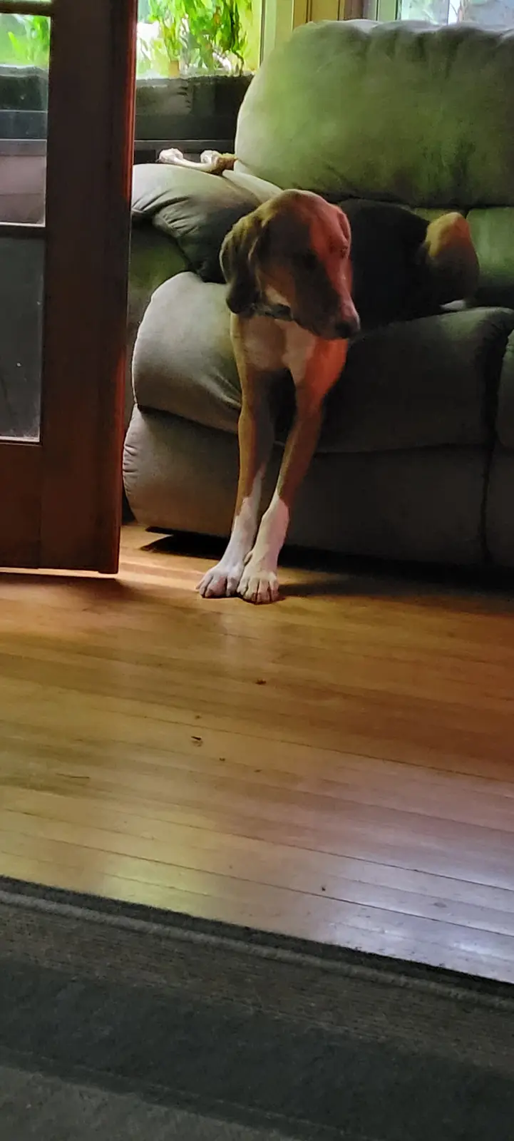 A brown and black dog with floppy ears is sitting on a green couch, leaning forward with its front paws on the wooden floor…