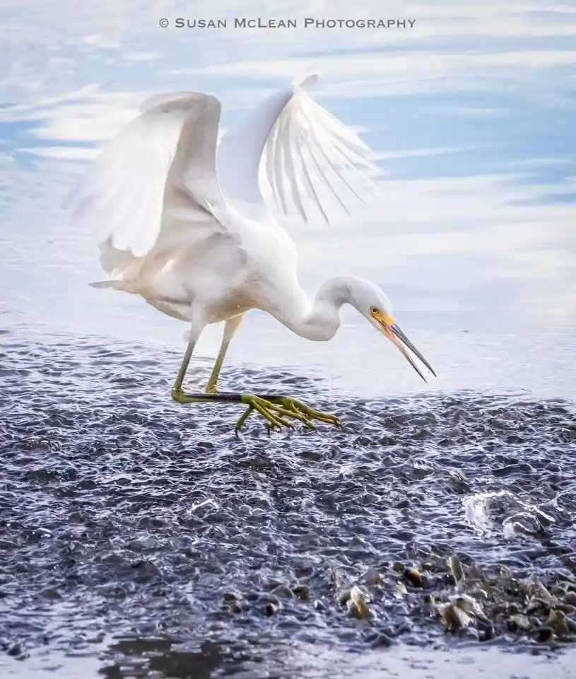 A white egret with wings spread stands on one leg in shallow water, its other leg lifted, as if balancing or preparing to…