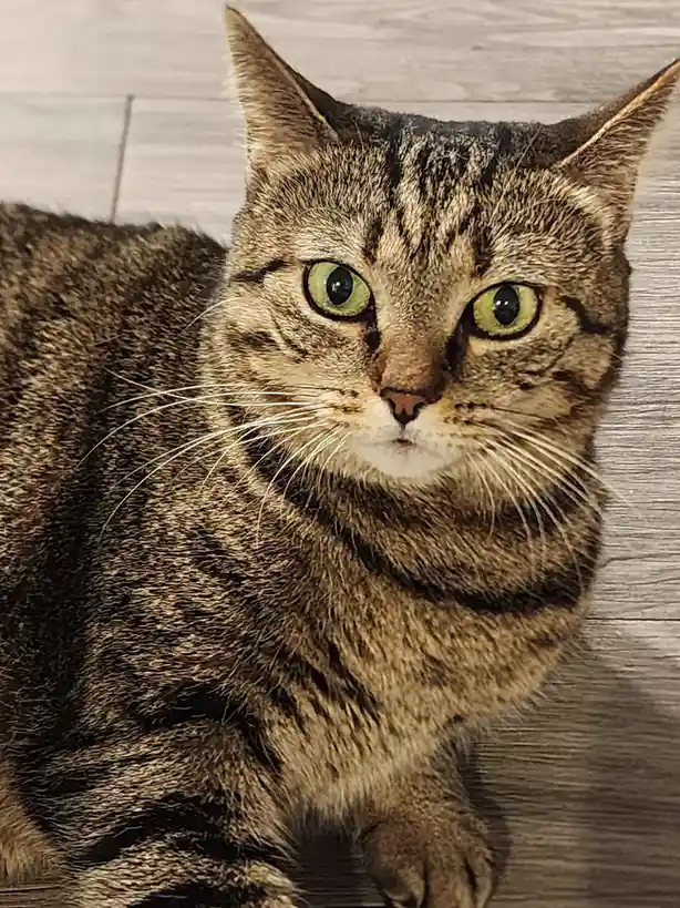 A close-up photo of a tabby cat with striking green eyes and a serious, unimpressed expression, looking directly at the…
