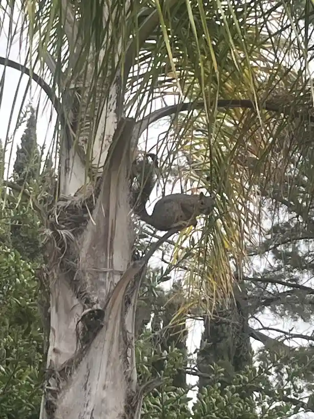 A gray squirrel is perched on a branch of a palm tree, surrounded by long green and yellow fronds. The squirrel is looking…