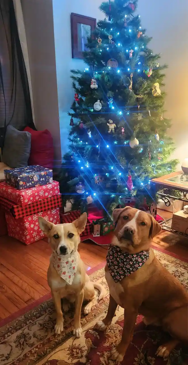 Two dogs sit in front of a decorated Christmas tree with blue lights and ornaments. The dog on the right wears a candy cane…