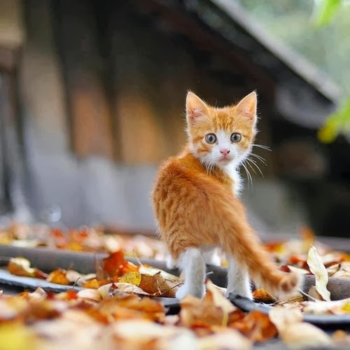 A small orange and white kitten stands among fallen autumn leaves, looking directly at the camera with wide, innocent eyes…