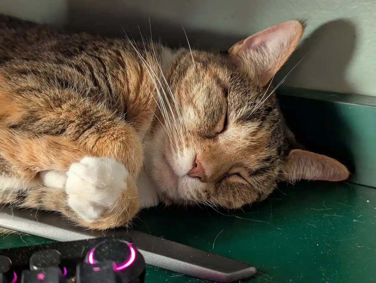 A tabby cat with white paws is sleeping peacefully on a green surface next to a keyboard with glowing pink backlighting. The…
