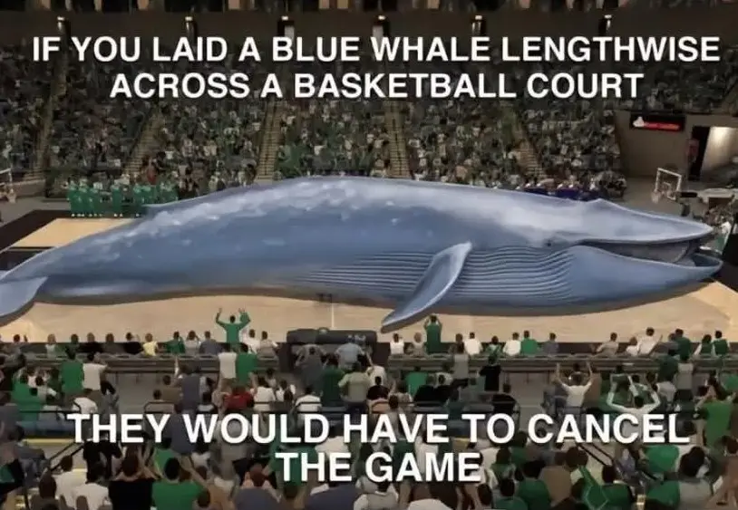 Concerned Thoughts: This Might Not Be Great for the Whale