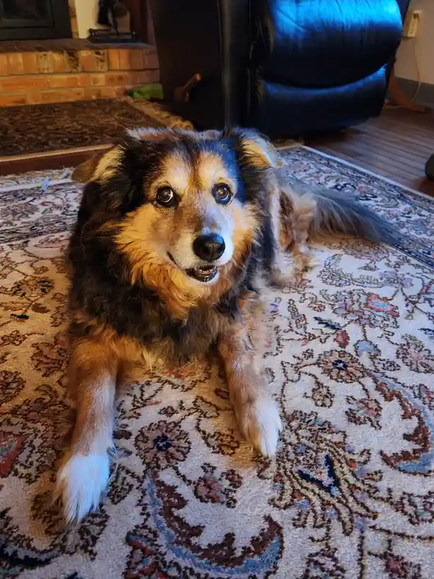 A fluffy, tri-colored dog with expressive eyes and a slightly open mouth lies on a patterned rug in a living room, looking…