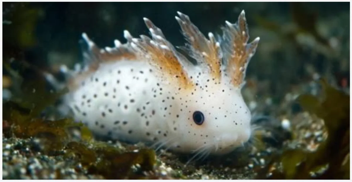 A close-up photo of a white sea slug with black spots and feathery orange-tipped appendages, resting on a sandy seabed with…