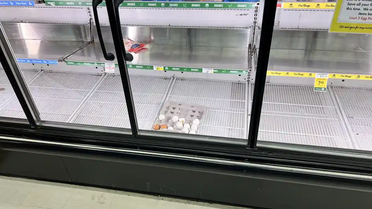 A nearly empty supermarket egg refrigerated display case, with only one carton of eggs remaining on a shelf. The carton…
