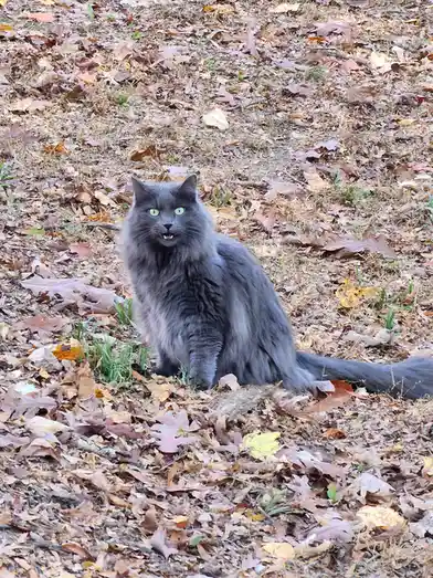 A long-haired gray cat with bright green eyes sits alertly in a bed of fallen autumn leaves, its mouth slightly open as if…