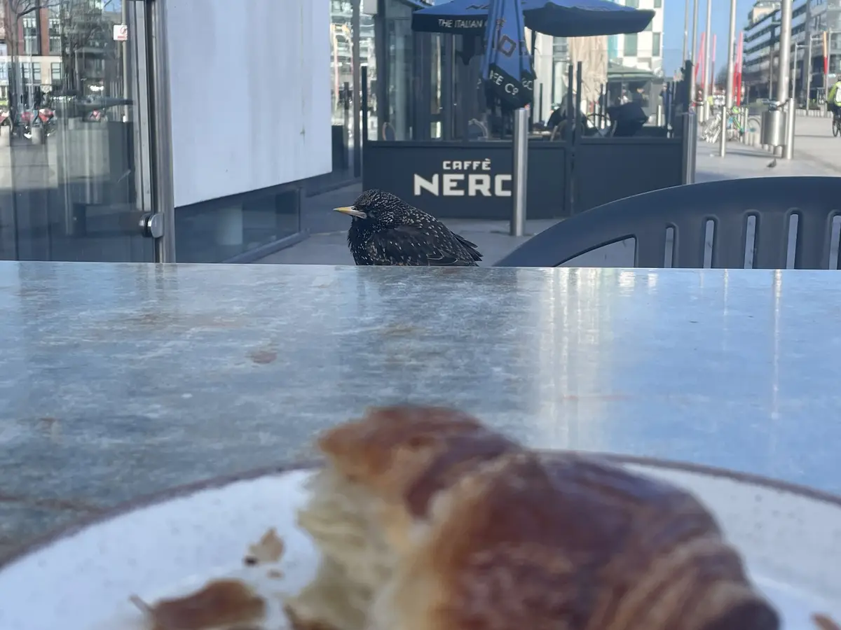 A starling perches on the edge of an outdoor cafe table, looking toward the camera, with a partially eaten croissant in the…