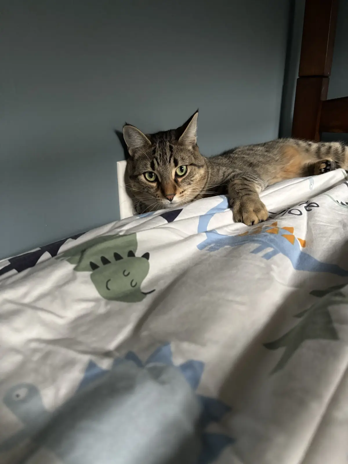 A tabby cat with green eyes lies on a bed with a dinosaur-patterned comforter, looking directly at the camera with a relaxed…