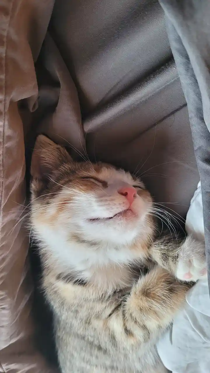 A calico cat with white, orange, and gray fur is sleeping peacefully on its back, nestled between brown and white fabric…
