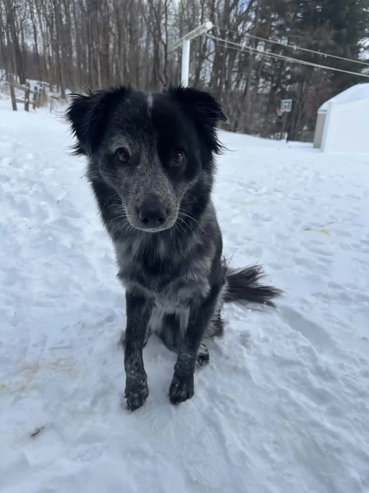 A black and gray dog with a speckled coat sits in deep snow, looking directly at the camera with a calm, slightly…