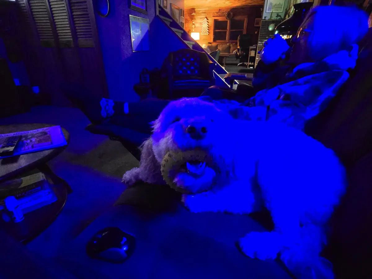 A fluffy white dog lies on a couch in a dimly lit room bathed in blue light, holding a chew toy in its mouth. In the…