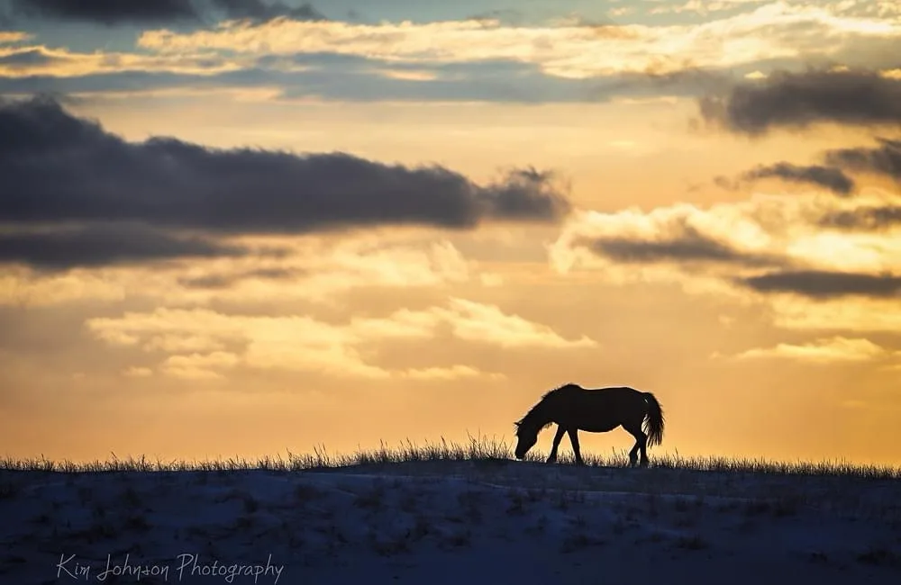 A silhouette of a horse grazing on a snowy hill against a dramatic sunset sky with golden and dark clouds. The overlaid text…