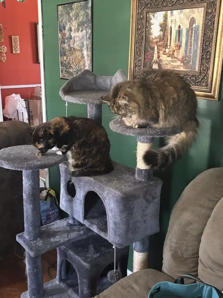 Two cats are on a multi-level grey cat tree; one is eating on a lower platform while the other sits on a higher platform…
