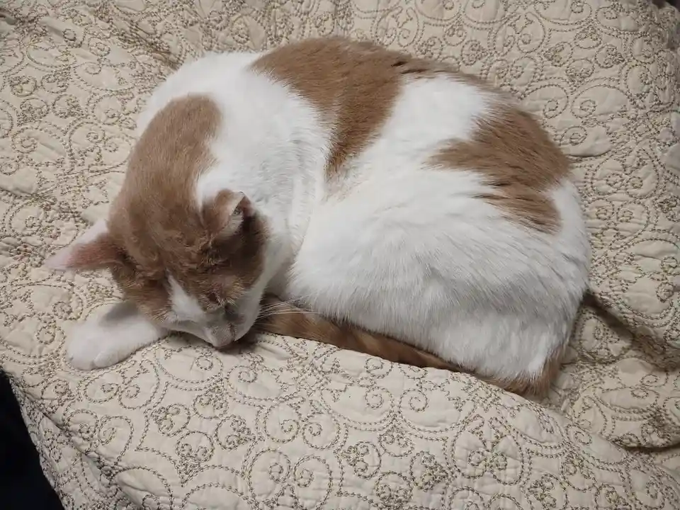 A brown and white cat is curled up and sleeping soundly on a patterned beige quilt. The overlaid text reads 'i'm not lazy…
