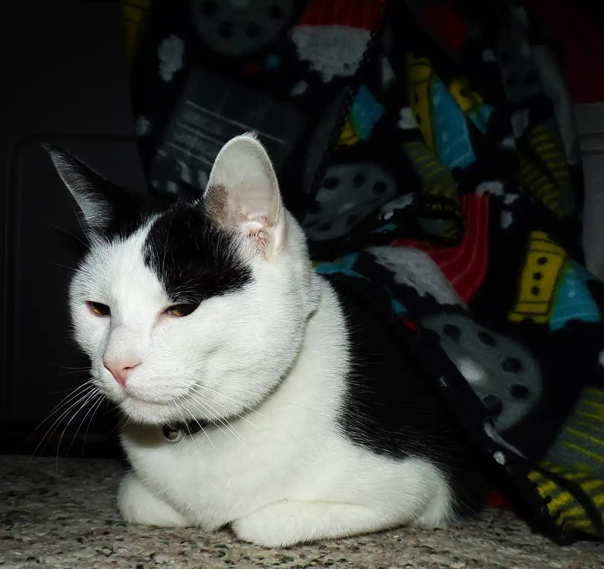A black and white cat with a stern, unimpressed expression lies on a carpet, partially covered by a colorful blanket. The…