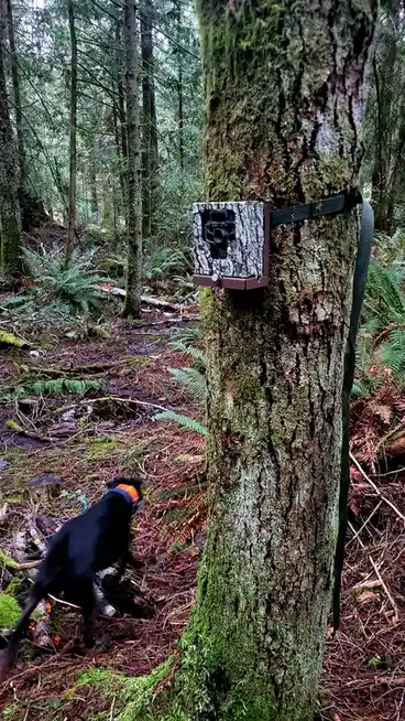A black dog with an orange collar walks through a mossy forest, sniffing near a tree where a camouflage trail camera is…