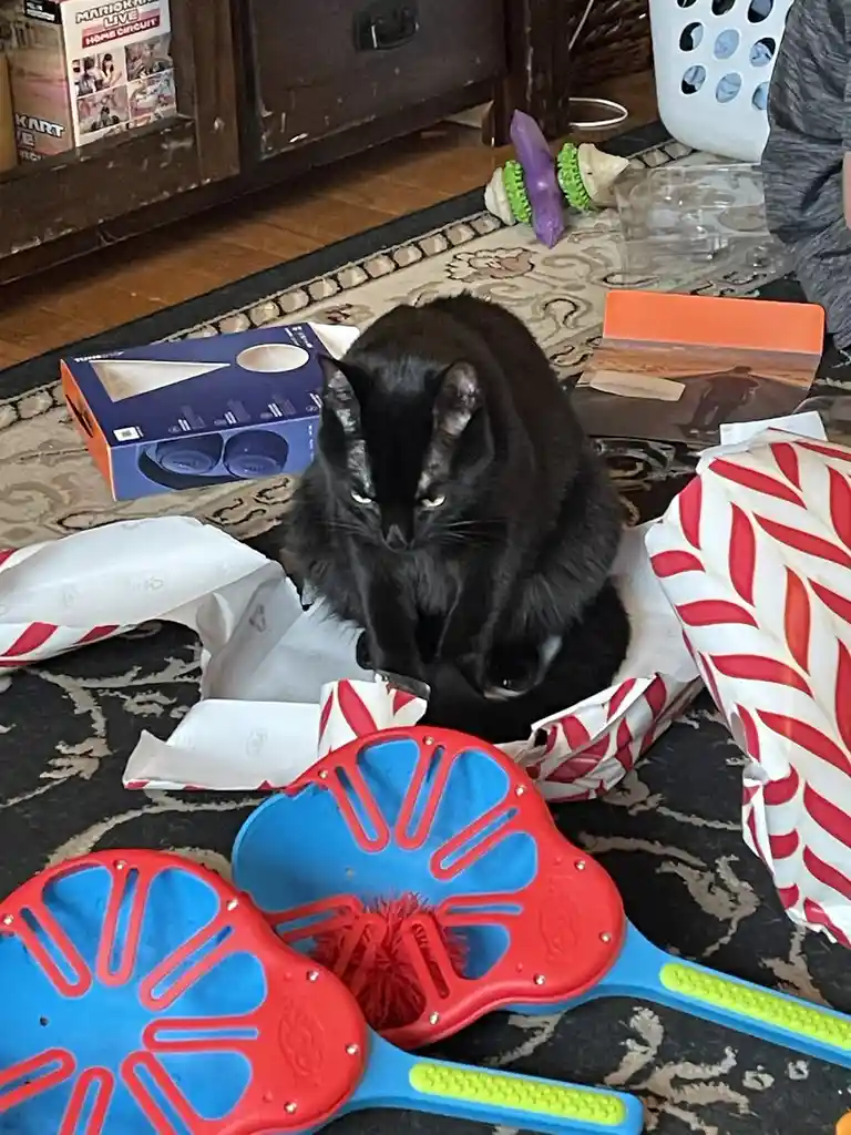 A black cat sits amidst scattered red-and-white striped wrapping paper and unwrapped toys, including two blue and red…