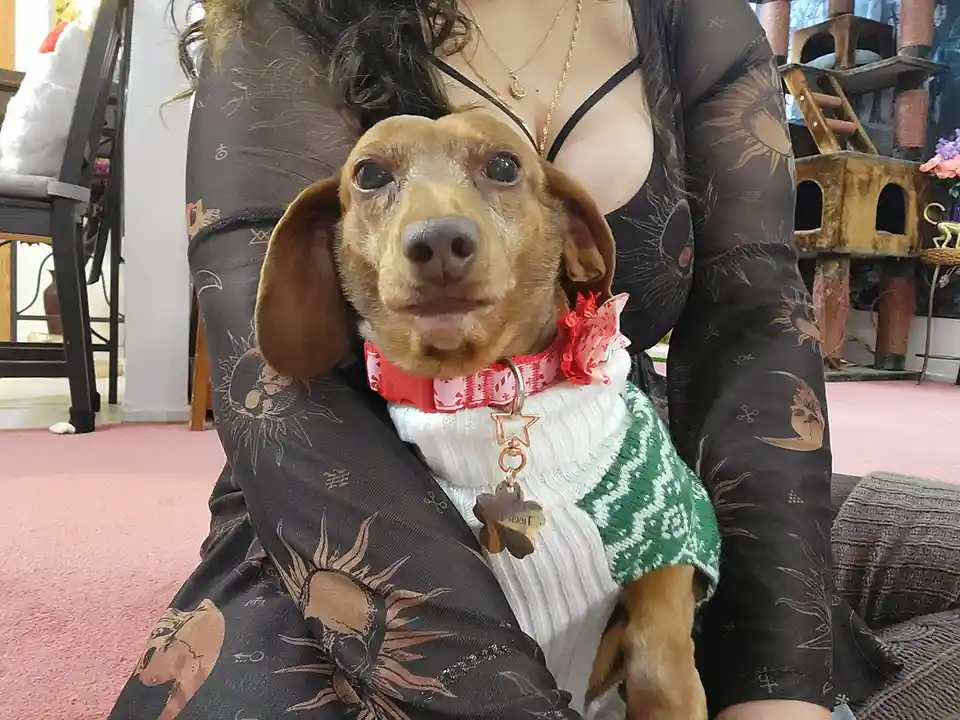 A small brown dachshund wearing a green and white knitted sweater and a red patterned collar with a star-shaped tag is being…