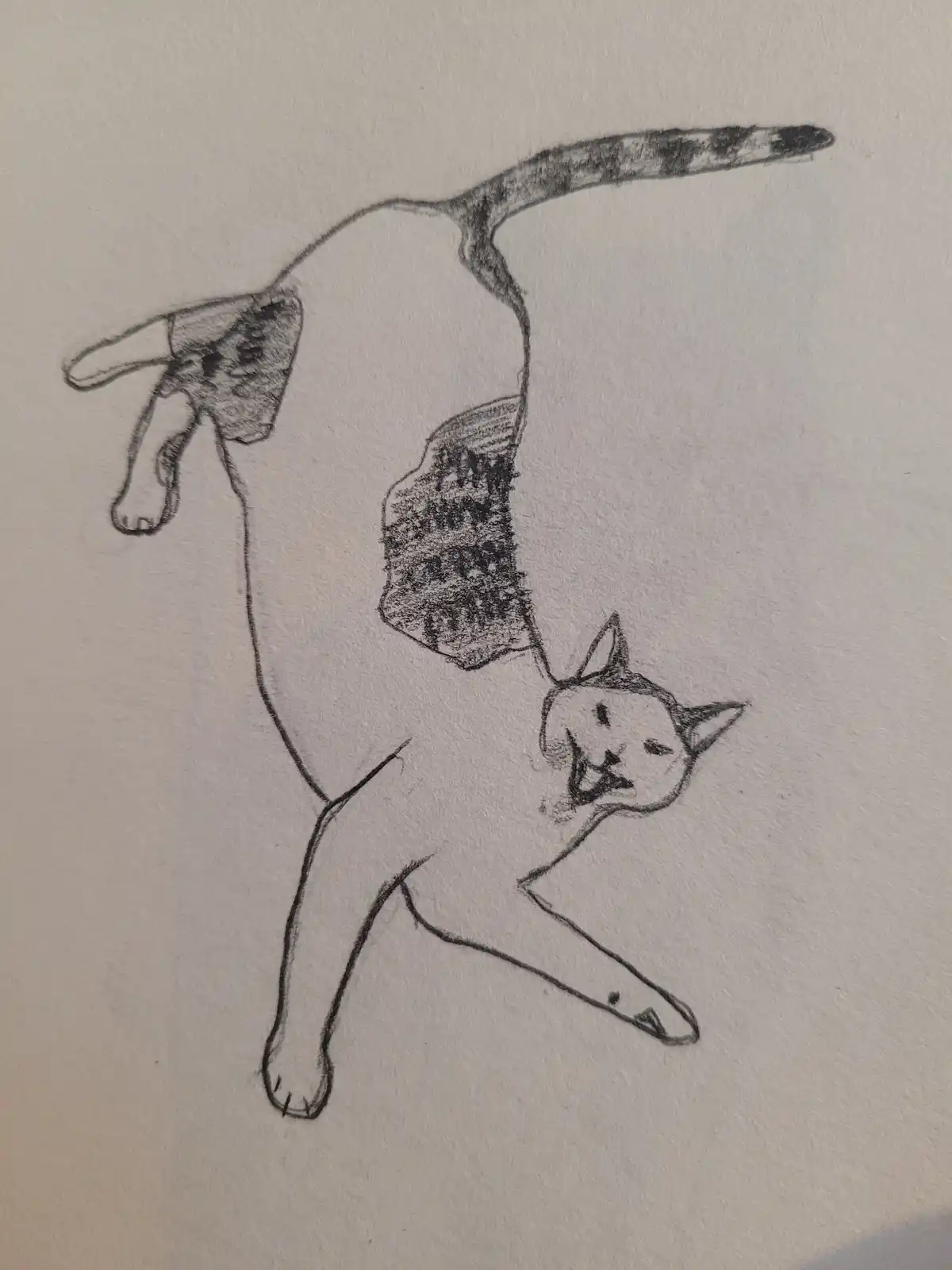 A pencil sketch of a cat stretching with its back arched and tail extended, drawn on textured paper. The cat's face is…