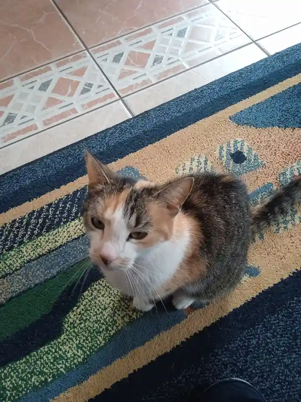 A calico cat with white, orange, and dark fur sits on a striped rug with blue, green, and beige patterns, looking up with a…