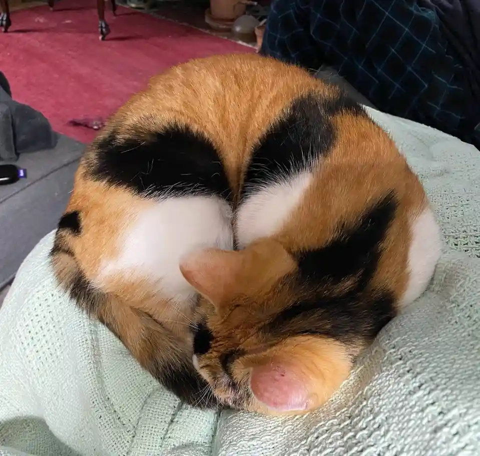 A calico cat is curled up tightly in a ball on a light green knitted blanket, its back facing the camera and its head tucked…