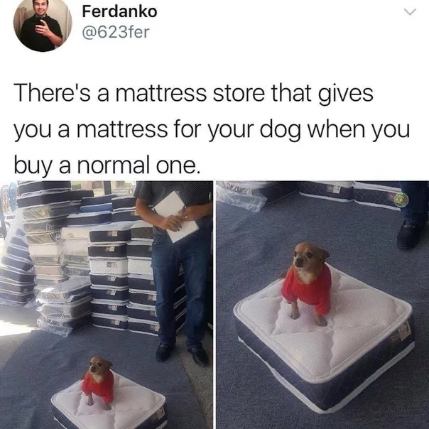 A split image shows a small chihuahua wearing a red sweater sitting on a miniature mattress in a mattress store. The left…