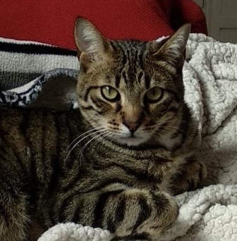 A tabby cat with green eyes lies on a fluffy white blanket, looking directly at the camera with a calm, slightly unimpressed…