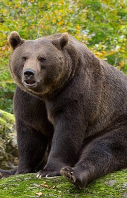A large brown bear sits on a mossy log in a forest, looking directly at the camera with a slightly open mouth. The image has…