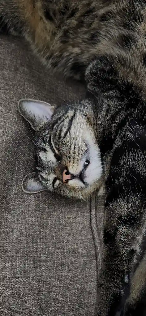 A tabby cat with dark stripes and a white muzzle is sleeping soundly on its side on a textured gray fabric surface, its eyes…