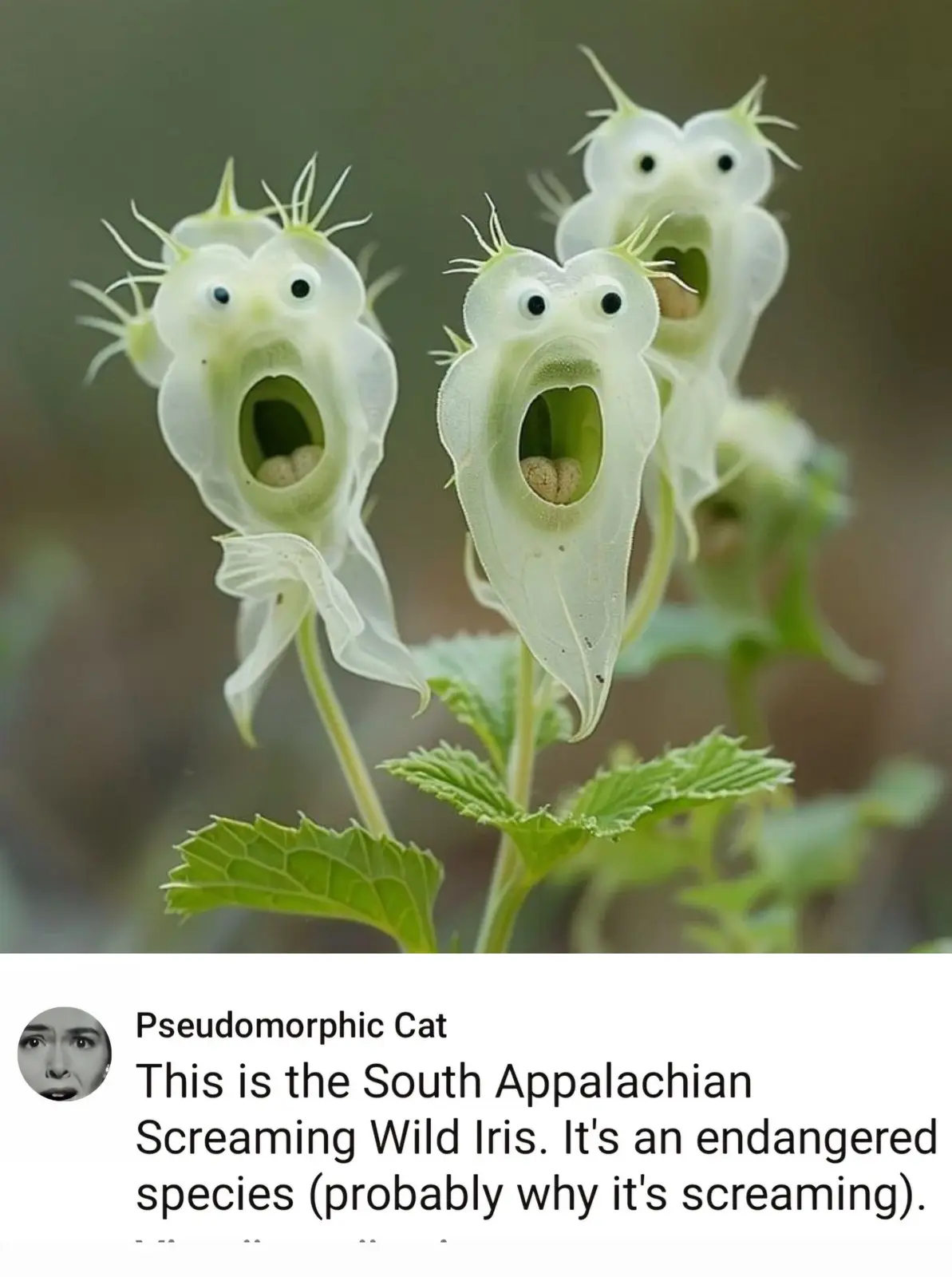 The image shows three translucent, pale green flower buds that resemble screaming faces with large black eyes and open…
