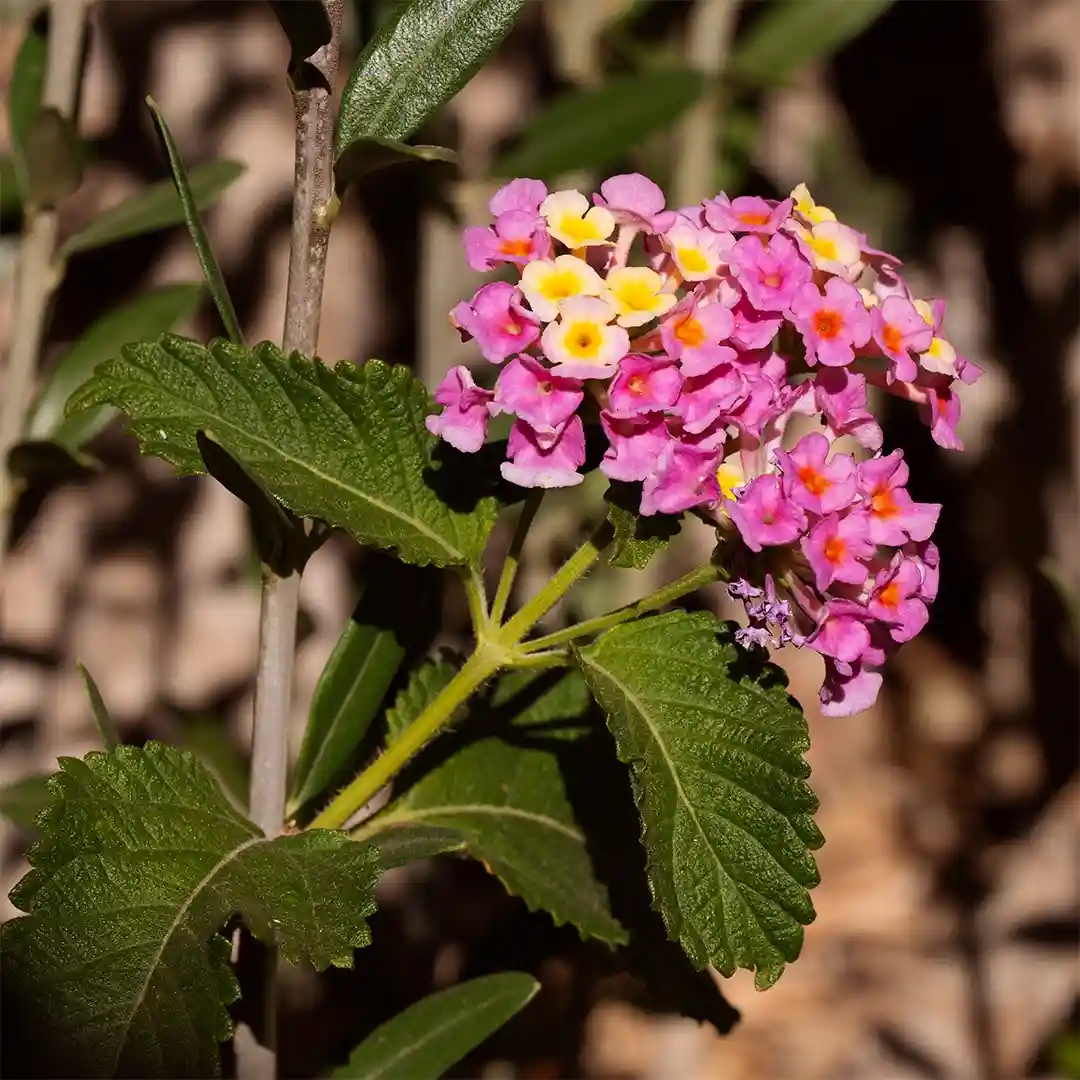 A close-up photo of a cluster of pink and yellow lantana flowers with green leaves, overlaid with the text 'i'm not a…