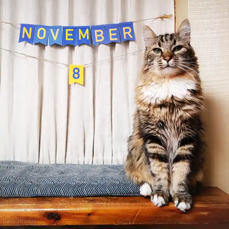 A fluffy tabby cat with green eyes sits upright on a wooden surface, looking directly at the camera with a bored or…