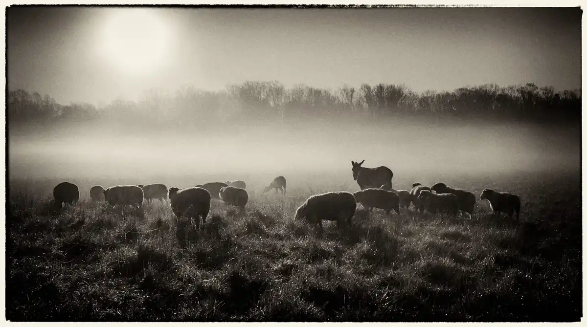 A black-and-white photograph shows a misty field with a herd of sheep grazing, and a donkey standing among them. The sun…