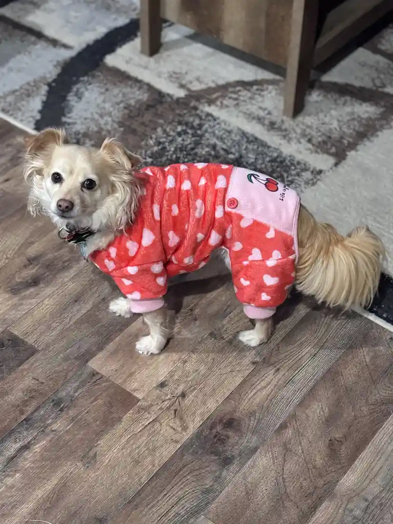 A small, fluffy, light-brown dog wearing a red fleece pajama outfit with white heart patterns and a pink waistband featuring…