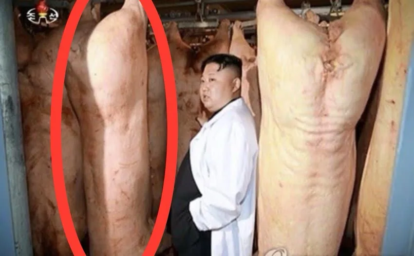 A man in a white lab coat stands between two large, hanging pork carcasses in what appears to be a slaughterhouse or meat…
