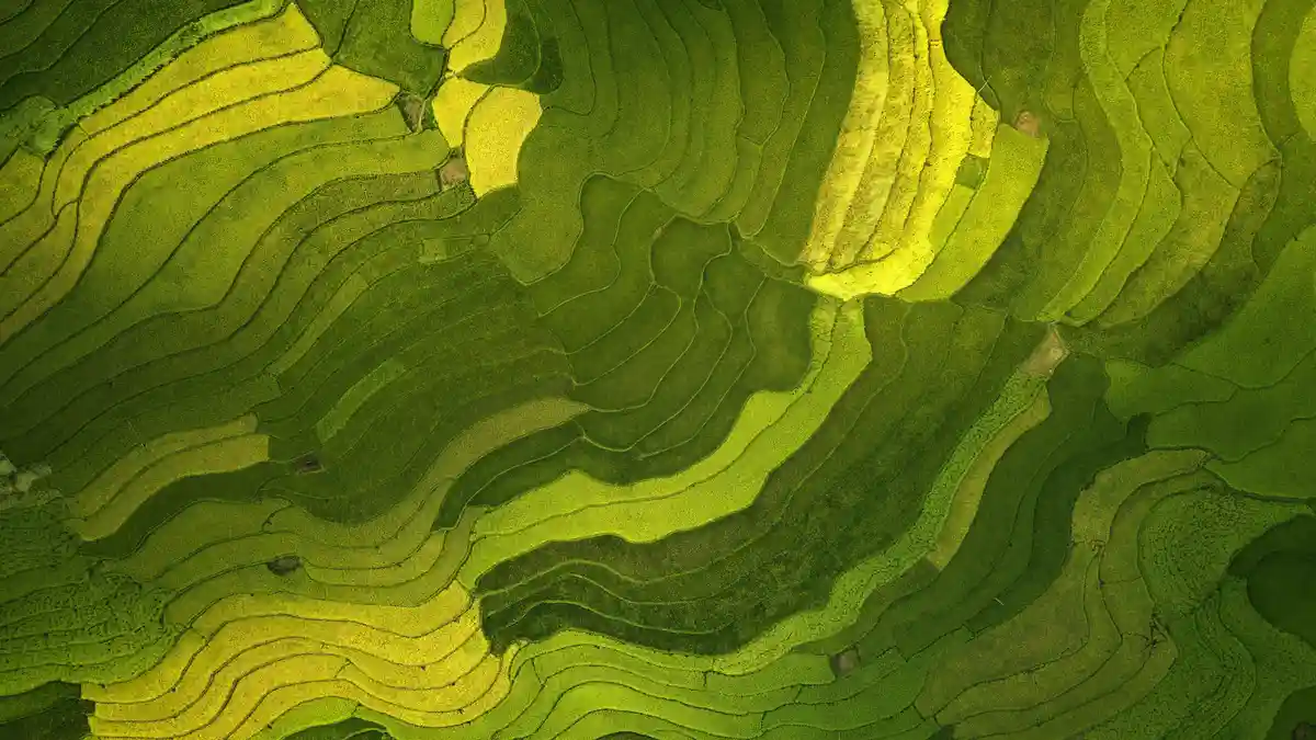 In northern Vietnam's TÃÂ° LÃ¡Â»Â farming region, young green grasses and mature yellow rice stalks form a colorful mosaic…